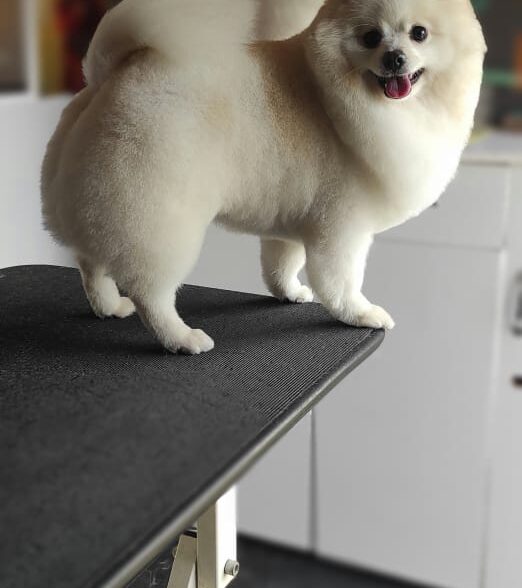Pet grooming by mehdi