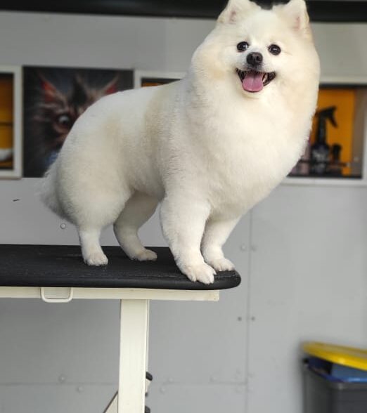 Pet grooming by mehdi