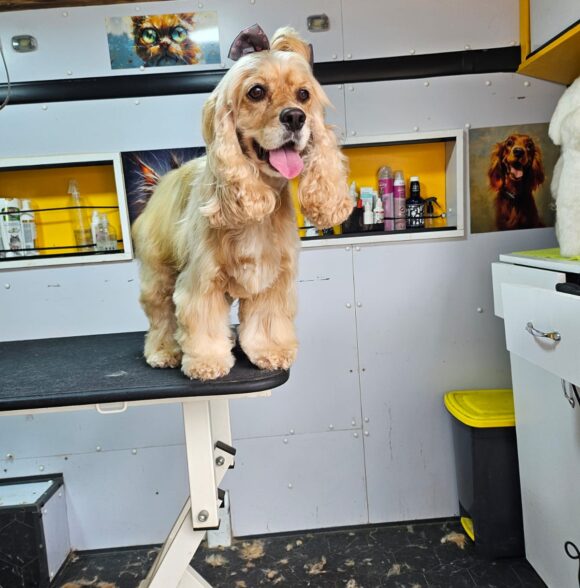 Pet grooming by mehdi
