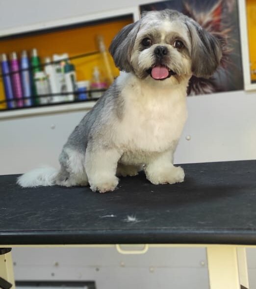 Pet grooming by mehdi