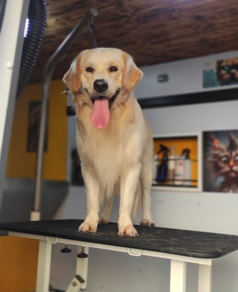 Pet grooming by mehdi