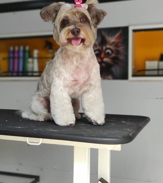 Pet grooming by mehdi