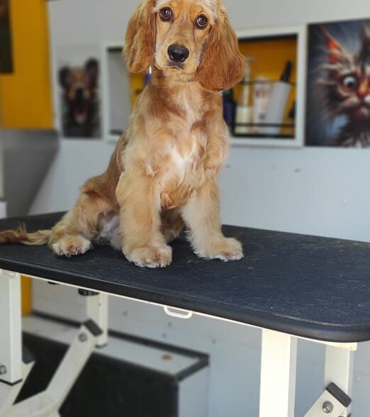Pet grooming by mehdi