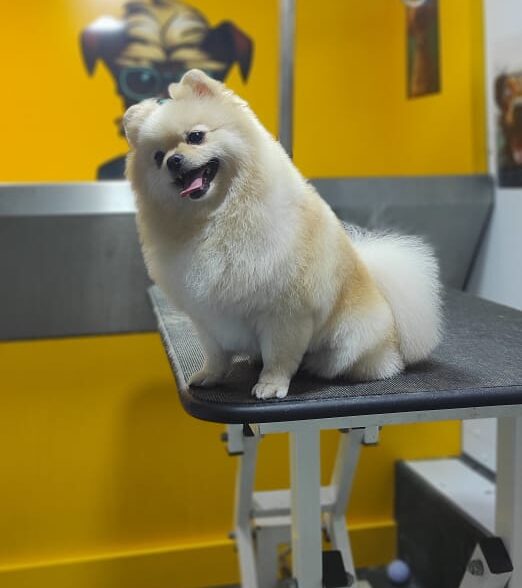 Pet grooming by mehdi