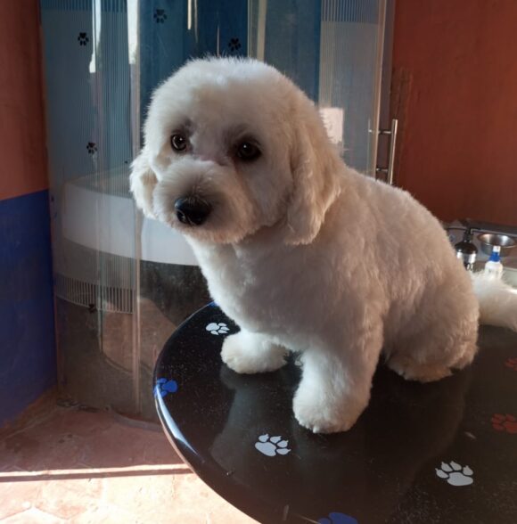 Toilettage Canin