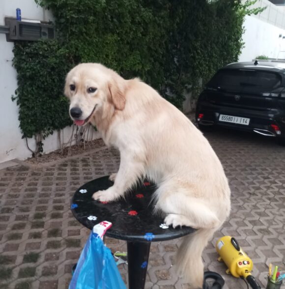 Toilettage Canin