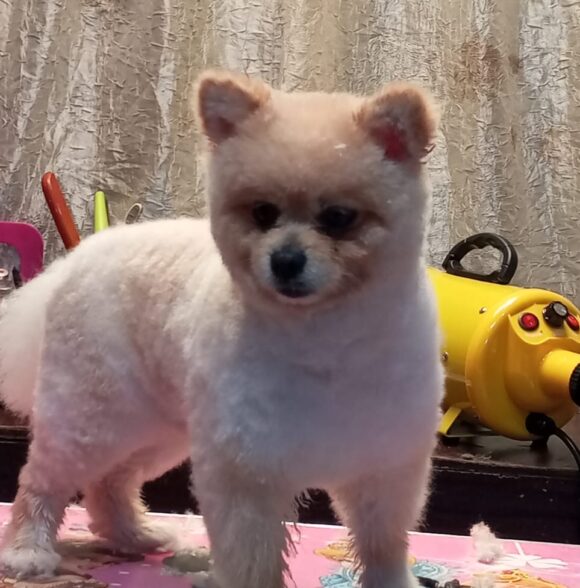 Toilettage Canin
