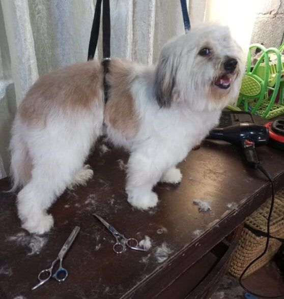Toilettage Canin