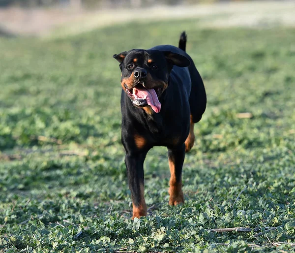 Le Rottweiler : Force et Loyauté