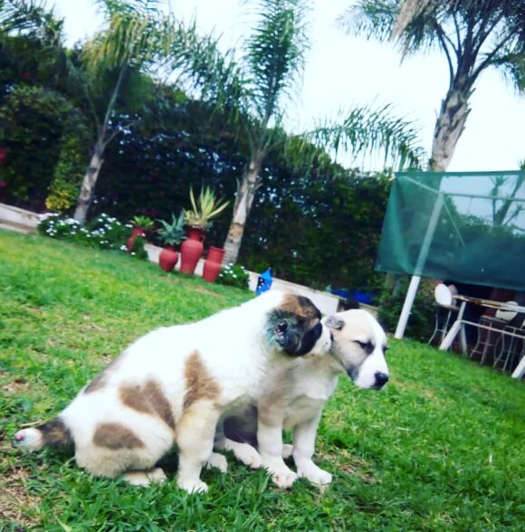 A.M.I CANIN