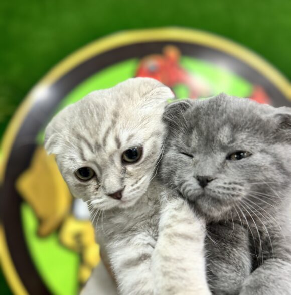 Animalerie.MA