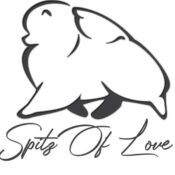 Spitz of love