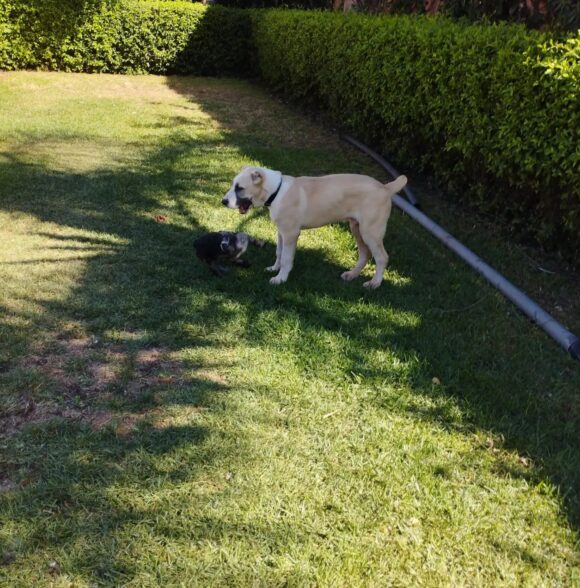 A.M.I CANIN