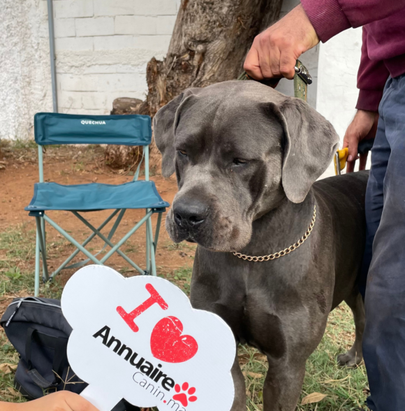 Cane Corso breeders
