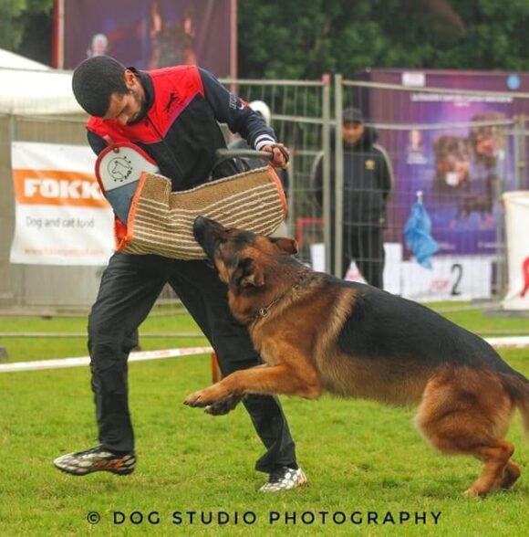 Les Élites Du Chien Club de Dressage Bouskoura