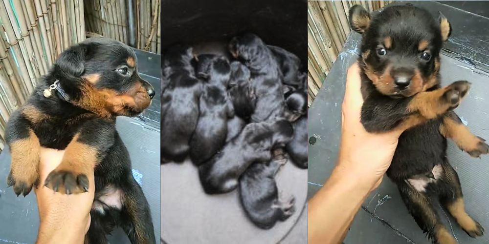 J’ai des chiots rottweiler à vendre
