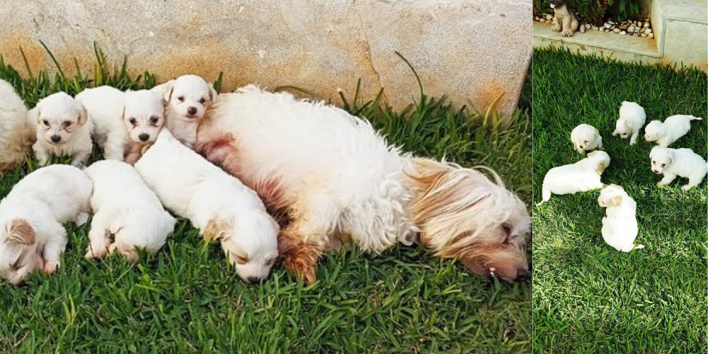 6 bichons maltais à vendre à Harhoura