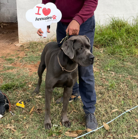 Cane Corso breeders