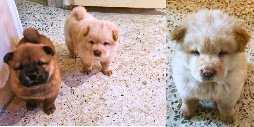 À vendre : 2 Chow Chow Mâles