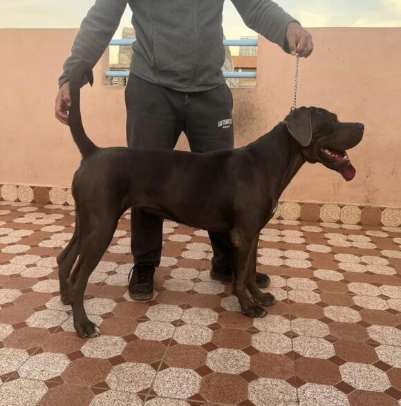 Cane Corso breeders