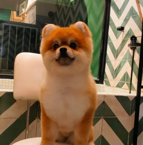 Shayapet