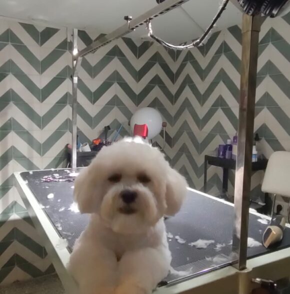 Shayapet