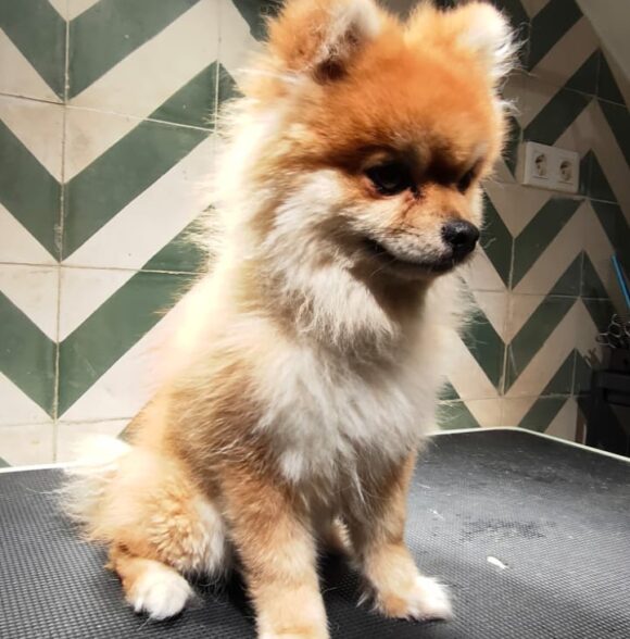 Shayapet
