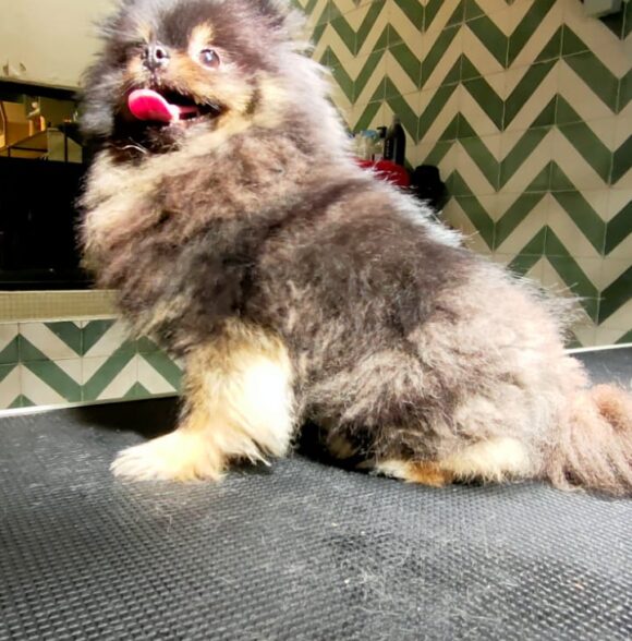 Shayapet