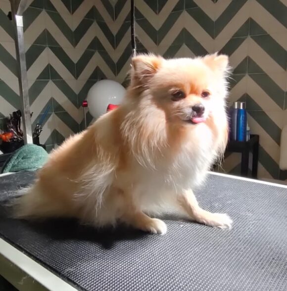 Shayapet