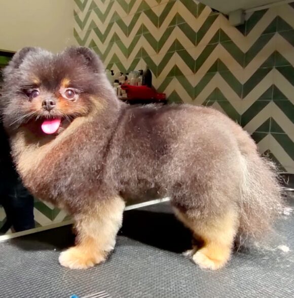 Shayapet