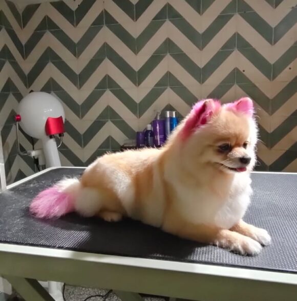 Shayapet