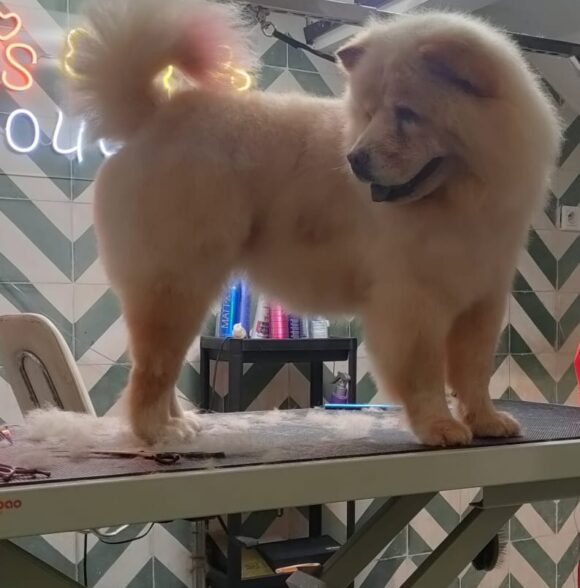 Shayapet