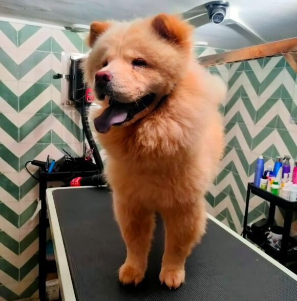 Shayapet