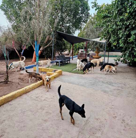 DOG UNIVERSE