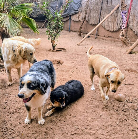 DOG UNIVERSE