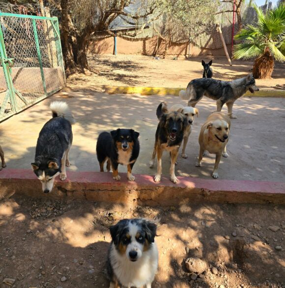 DOG UNIVERSE