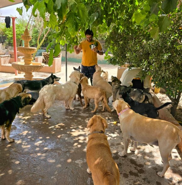DOG UNIVERSE