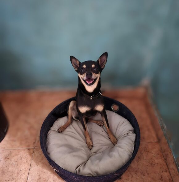 DOG UNIVERSE