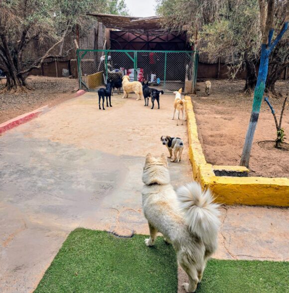 DOG UNIVERSE
