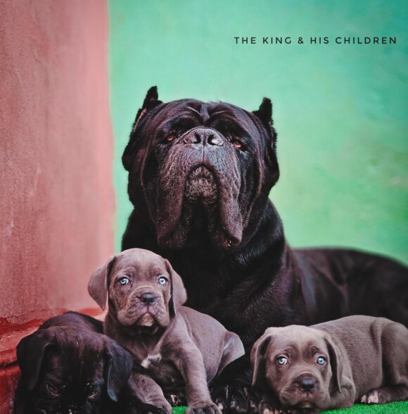 Elite Cane corso