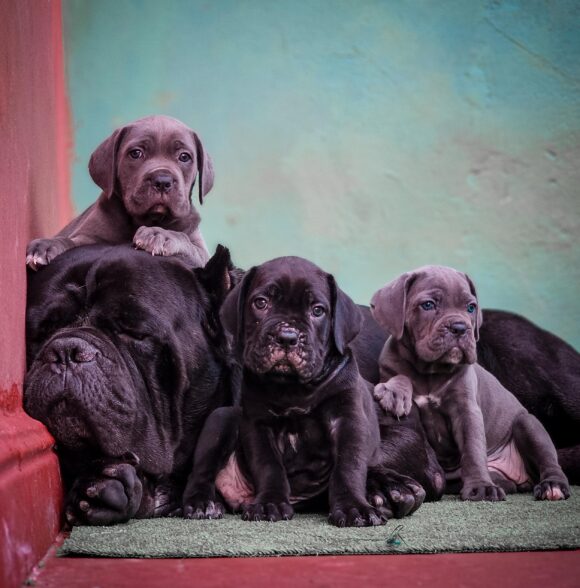 Elite Cane corso