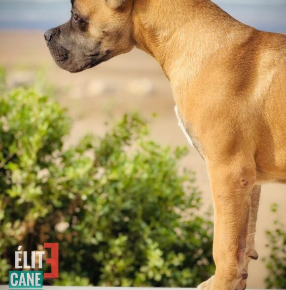 Elite Cane corso