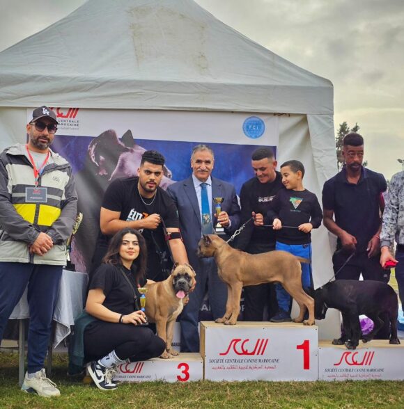 Elite Cane corso