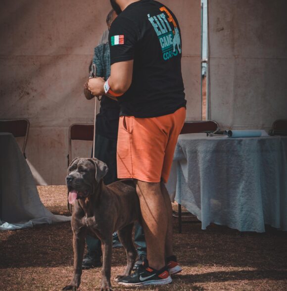 Elite Cane corso