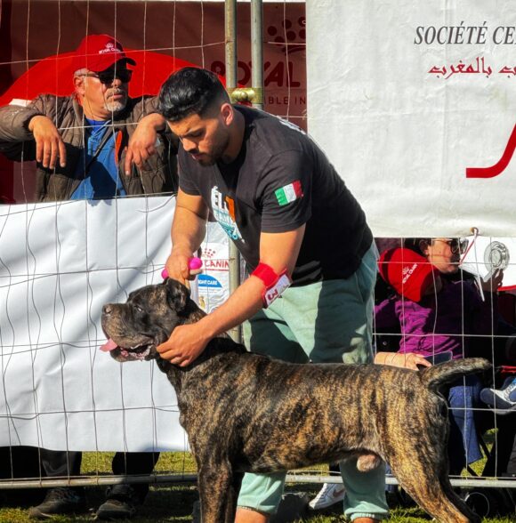 Elite Cane corso