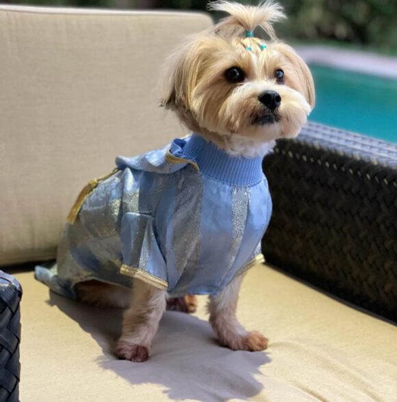 Bazaar puppy
