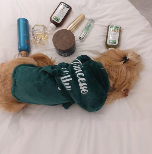 Bazaar puppy