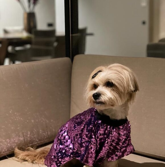 Bazaar puppy