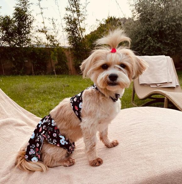 Bazaar puppy