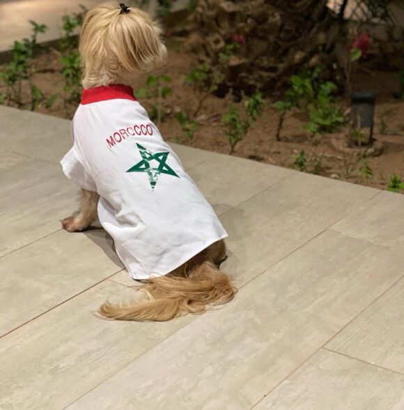 Bazaar puppy